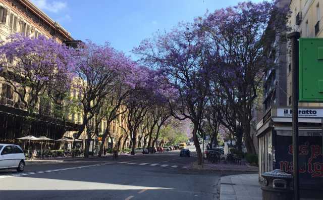 Jacarande Largo Carlo Felice 2