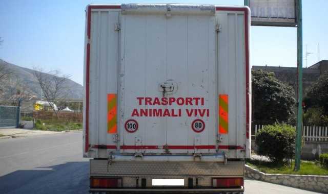 Trasporto Animali Vivi