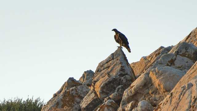 Aquile Bonelli