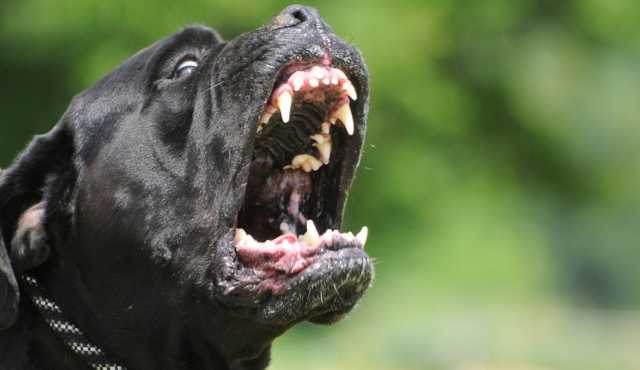 Cane Corso