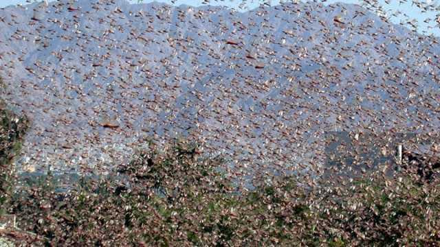 Invasione Cavallette Nuorese