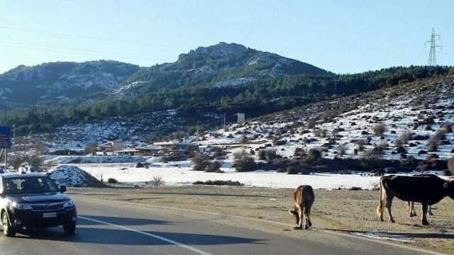 Animali In Strada