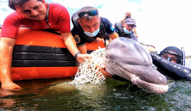 Delfino Intrappolato