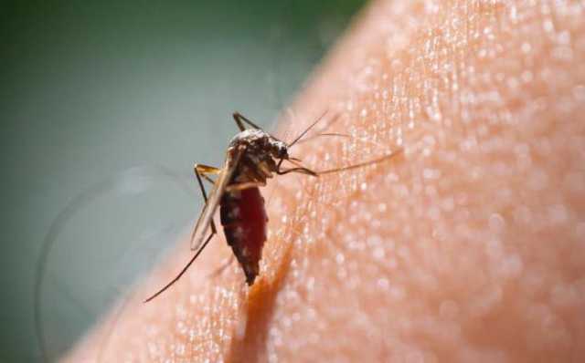 Malaria Trasmissione