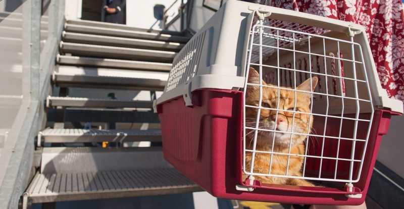 Animali Viaggi