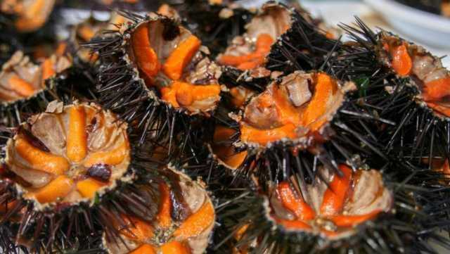 Ricci di mare