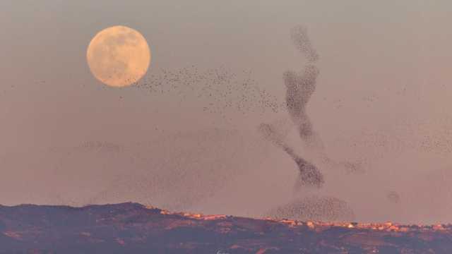 La Luna che sorge e la danza degli storni: da Cagliari la foto del giorno per la Nasa