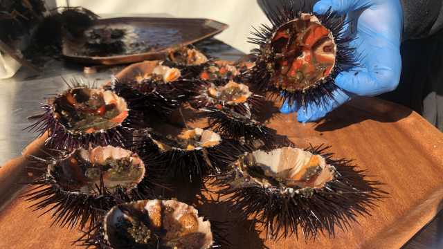 Ricci di mare in Sardegna 