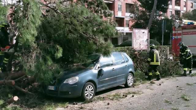 L'albero caduto in via Flavio Gioia
