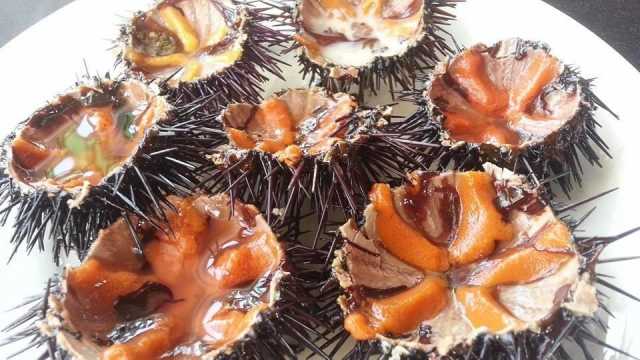 Ricci di mare, continua la pesca