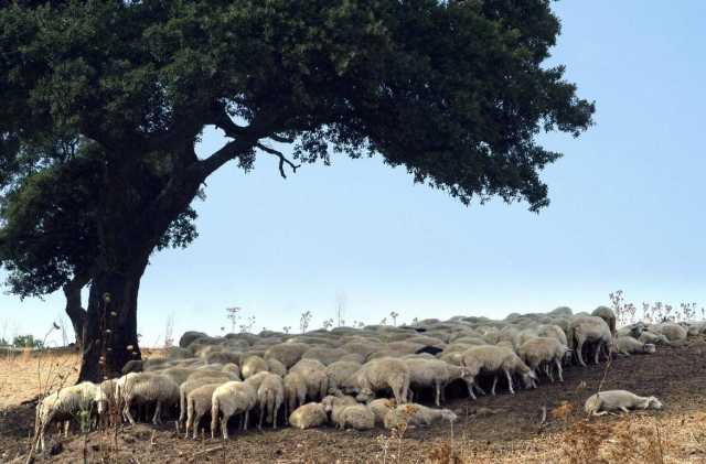 Immagine simbolo