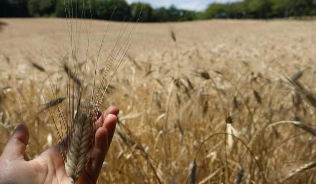 Prezzo grano