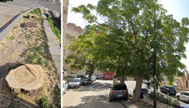 L'albero di via Cammino Nuovo