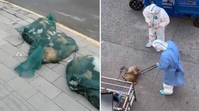 Cani Cina 