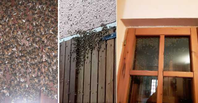 L'invasione delle api a Capoterra 