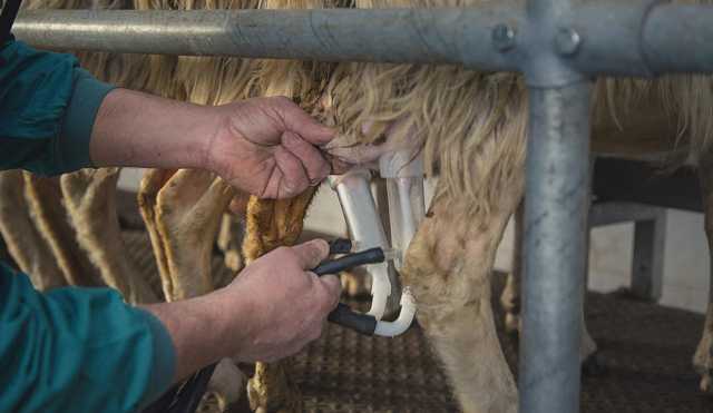 Mungitura delle pecore