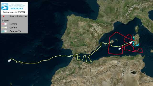 La tartaruga Gavino dalla Sardegna alla traversata dell'Atlantico