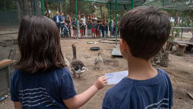 Paperino e Camilla: i bambini della Garavetti "battezzano" i pulli di oca a Monte Urpinu