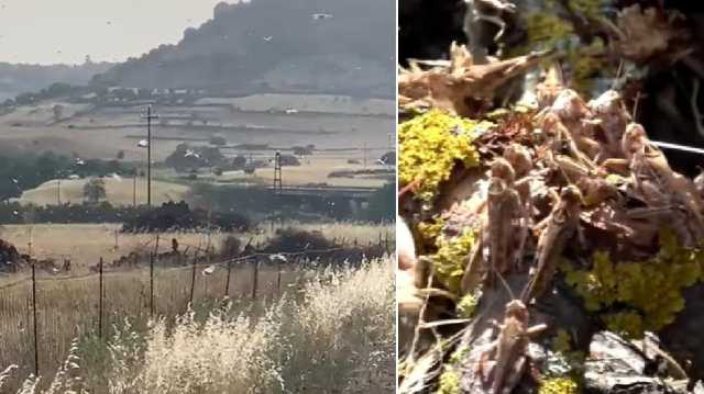 Milioni di cavallette in volo nel centro Sardegna 