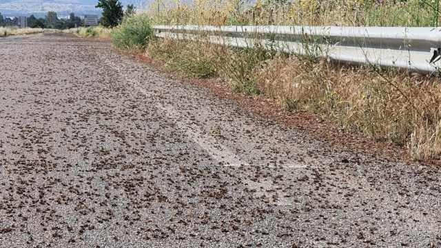 L'invasione delle cavallette 