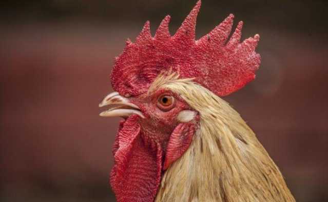 dettaglio gallo