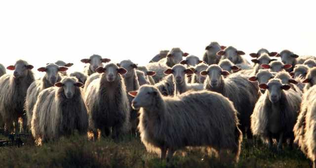 pecore in Sardegna 