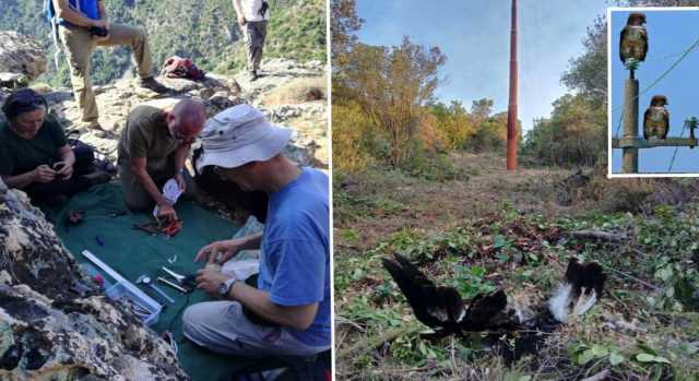 Altre due giovani aquile uccise dai cavi elettrici in Sardegna