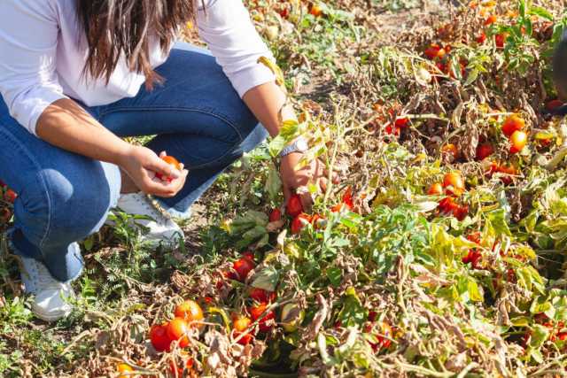 Coldiretti Sardegna: "L’agricoltura bio permette di tagliare di un terzo i consumi energetici"