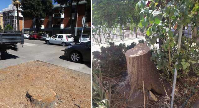 Cagliari, il Comune abbatte un altro albero: "Grosso ramo crollato su auto in sosta"