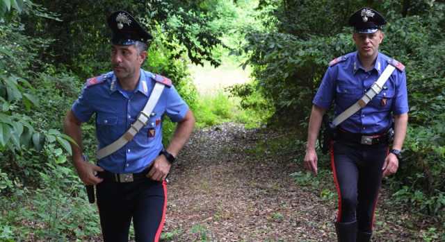 Dolianova, nel campo di mais più di 200 piante di marijuana