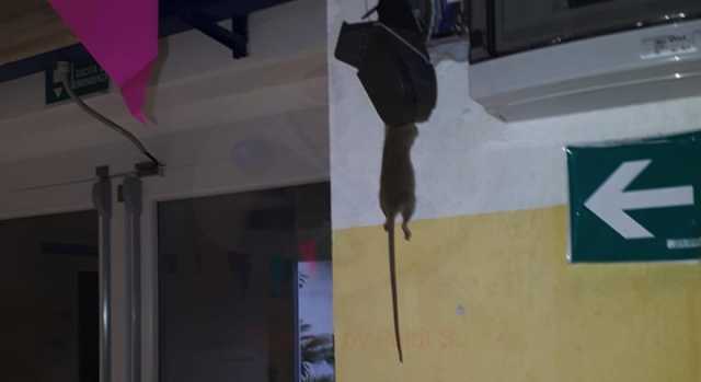 Flumini, scuola invasa dai topi: alunni trasferiti in un altro istituto