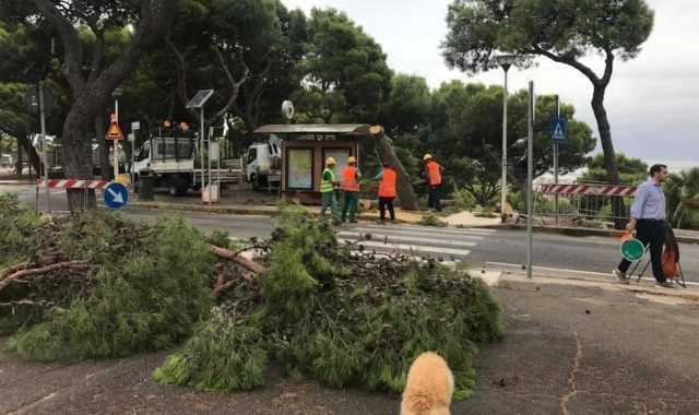 Abbattimento alberi in viale Buoncammino