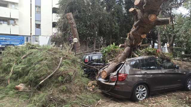 Il pino crollato sulle auto