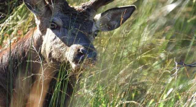 Malattia del cervo: "Arriva la deroga per gli spostamenti urgenti"