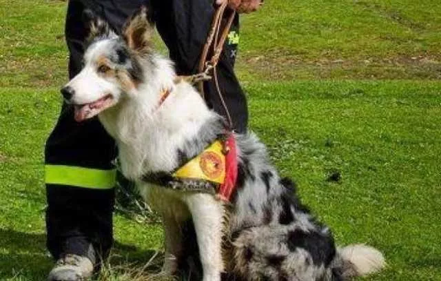 Youtg Net Morto Art Il Cane Dei Vigili Del Fuoco Della Sardegna