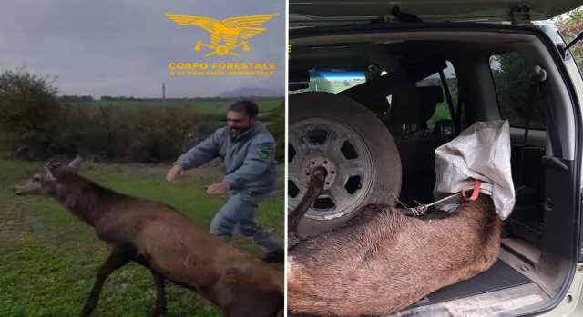 Siliqua, cervo investito da un'auto salvato dal Corpo forestale