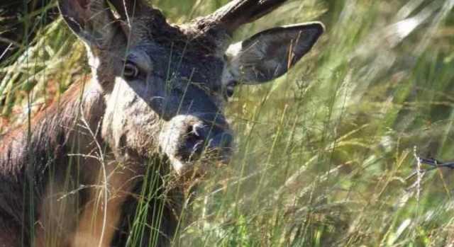 Malattia del cervo, via libera alla movimentazione in alcune aree dell'Isola