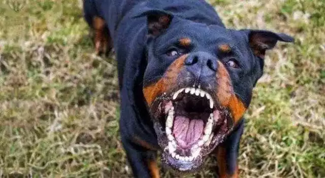 Galbiate, 3 rottweiler entrano nel giardino dell'asilo e staccano un orecchio a un bimbo