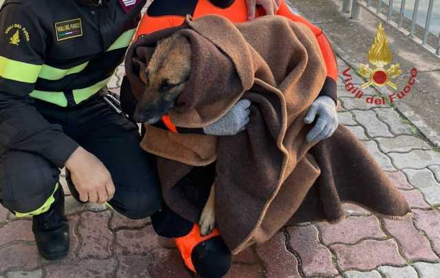 Cagliari, i vigili del fuoco salvano un cane caduto dentro il canale 
