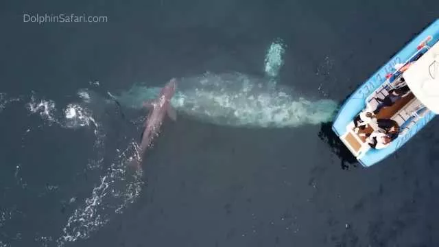California, una balena partorisce in mare davanti ai turisti (video)