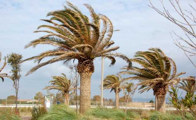 Vento Cagliari palme