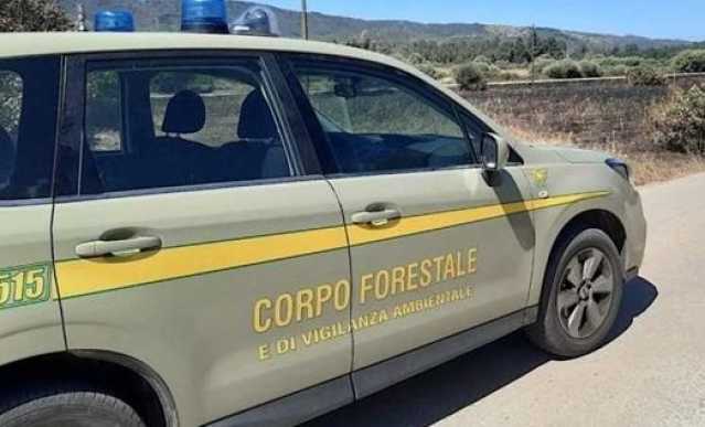 Corpo forestale