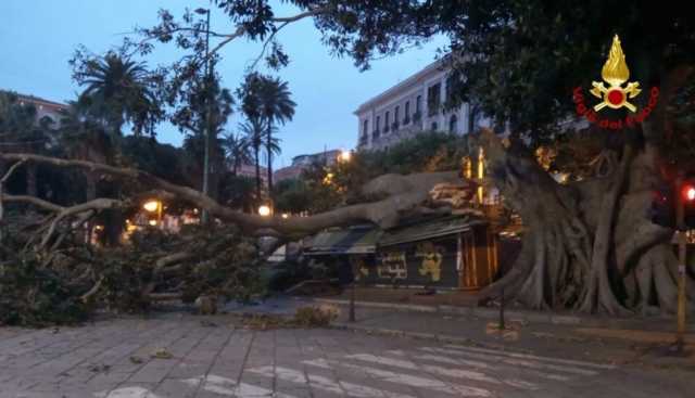 L'albero caduto in piazza Deffenu