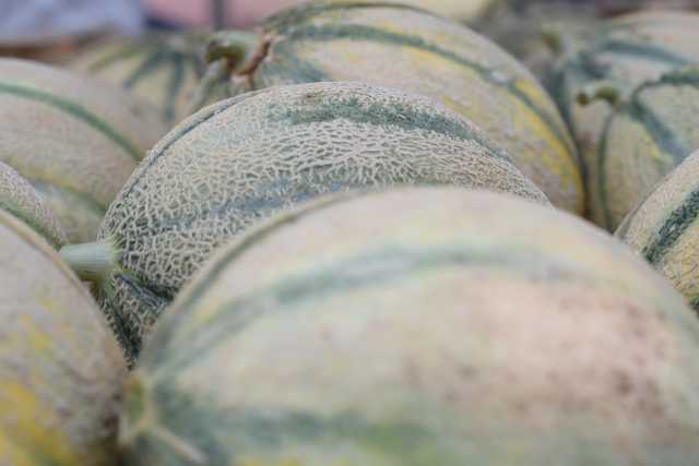 Meloni Foto Simbolo
