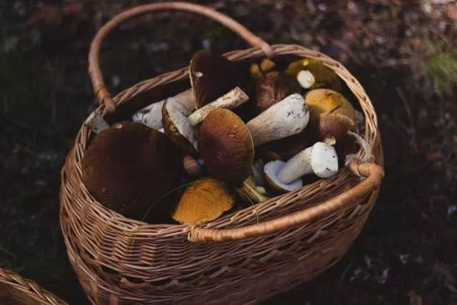 Con l'autunno inizia la stagione dei funghi: a Cagliari un servizio per evitare quelli velenosi
