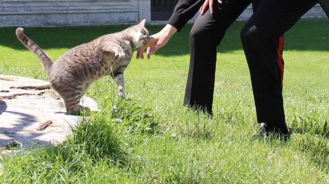 Gatto Carabinieri