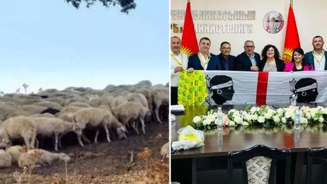 In Sardegna arrivano pastori dal Kirghizistan per 