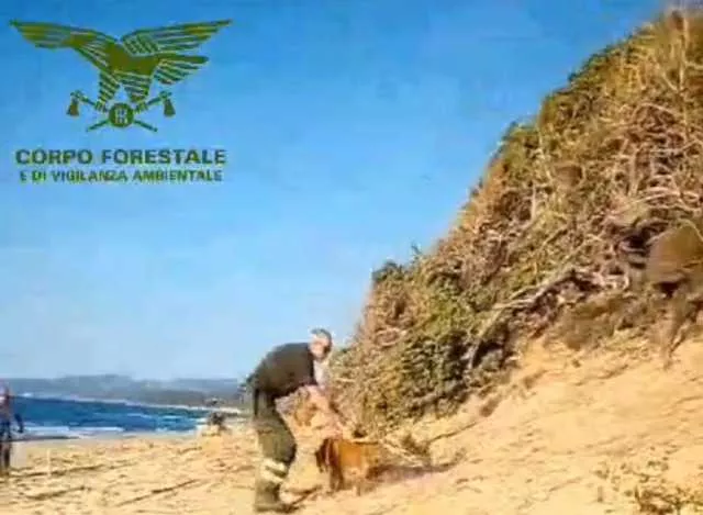 Cervo gravemente ferito sulla spiaggia di Piscinas: soccorso, muore dopo un intervento (video)