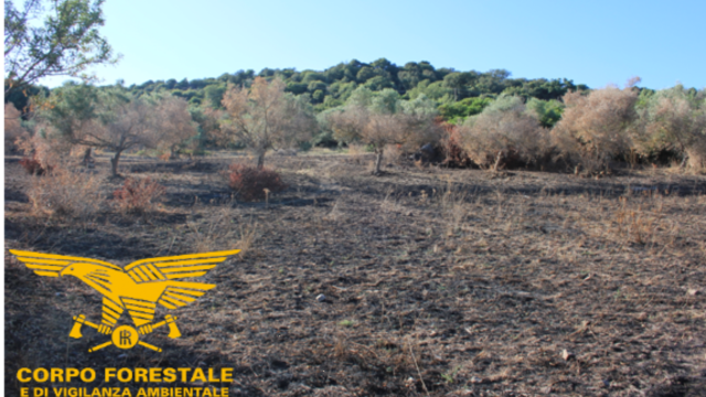 Incendio forestale