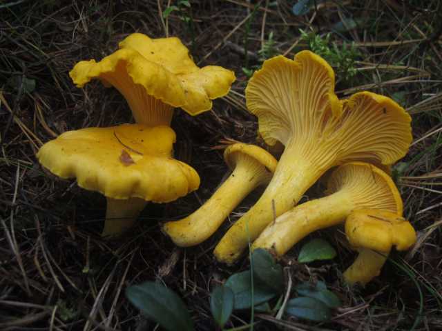 Cantharellus